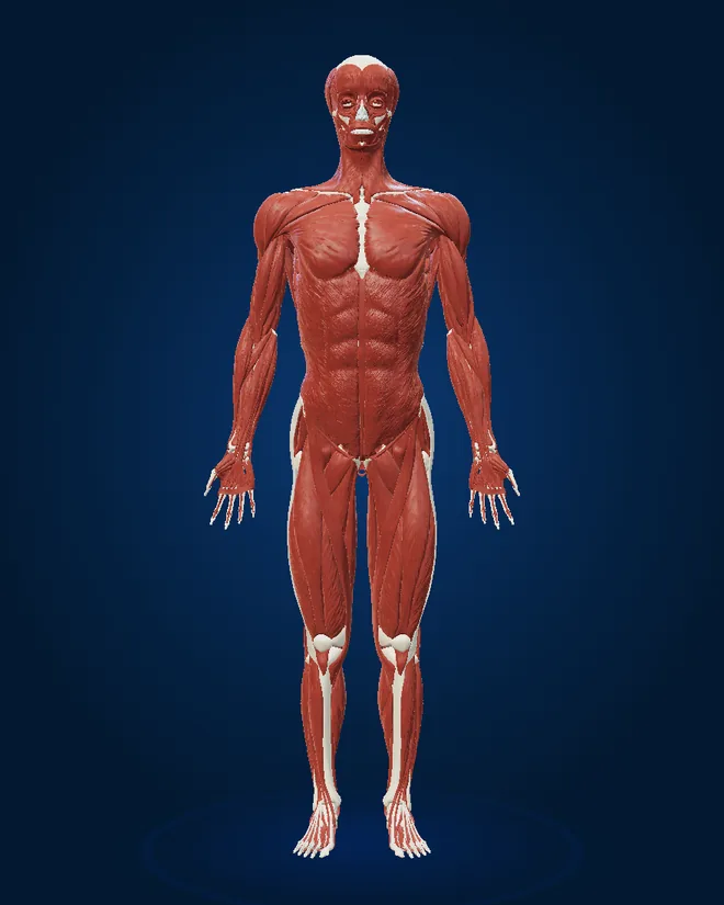 Muscles of the 3D male model, front view, with numbered markers