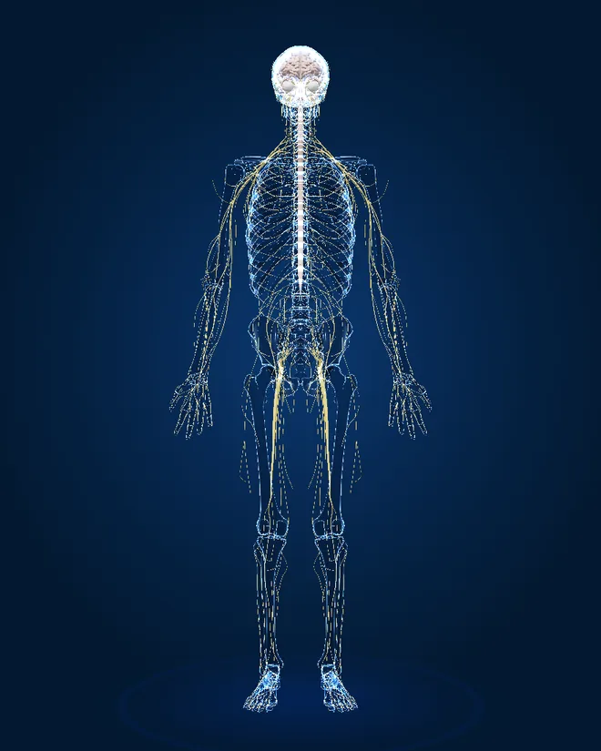 Nerves of the 3D male model, front view, with numbered markers