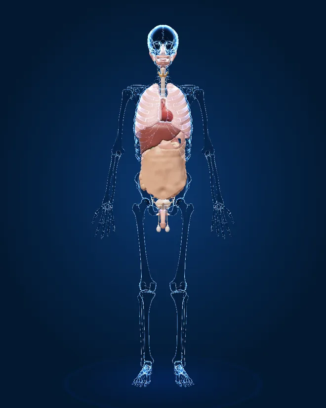 Organs of the 3D male model, front view, with numbered markers