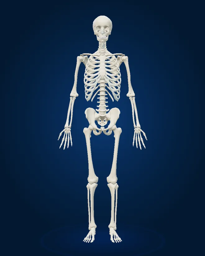Skeleton of the 3D male model, front view, with numbered markers
