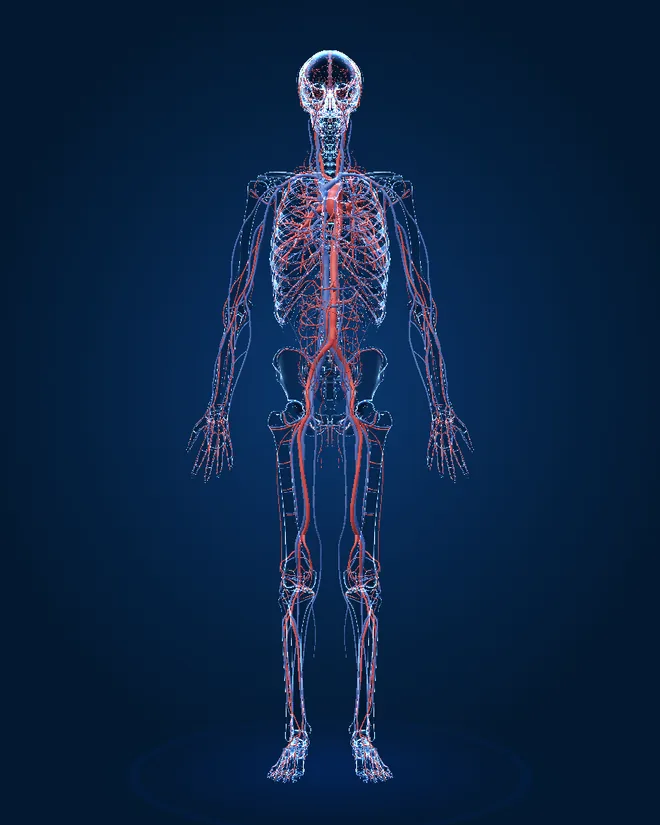 Blood vessels of the 3D male model, front view, with numbered markers